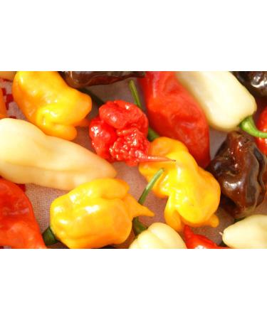 Portal Cool Nero Mustard: C. chinense Peperoncino Reaper Nero fantasma Pepper Ecc Chili Semi 20+ Pz - Buy Online on GoSupps.com