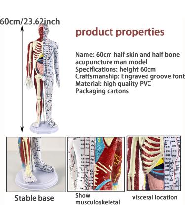 Muscle Anatomical Male Model Semi-musculoskeletal+Nerve Distributed 361 Acupoints+48 External Acupoints (23.6 Inches High) with Acupuncture Point Book+Acupuncture Chart+Base A - Buy Online on GoSupps.com