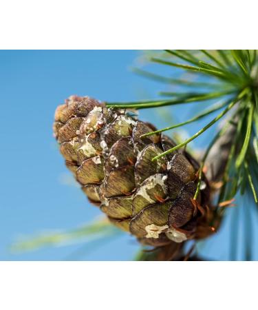 Eschgfeller Essential Larch Oil | Organic 100% Natural 20ml | Certified Quality from South Tyrol - International Shipping Available - Buy Online on GoSupps.com