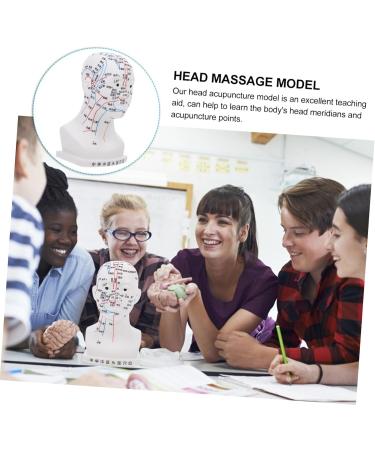 Minkissy Realistic Acupuncture Point Model - Hospital & Laboratory Supplies for Head Massage | 22x12x8cm PVC Scalp Pin Model - Buy Online on GoSupps.com
