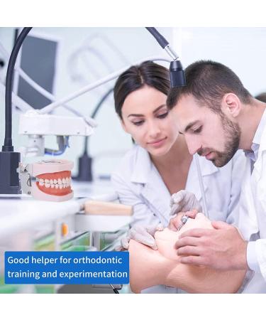 Dental Teeth Model Removable Tooth Teach Practice Model Teeth Model Includes 32Pcs Replacement Teeth for Practicing Restorative Techniques Come with A Small Screwdriver - Buy Online on GoSupps.com