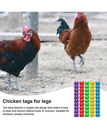 Toseky Chicken Numbered Leg Tags Duck Poultry Leg Labels | Numbered Leg Band Chicken Identification Leg Bands for Chicken Ducks  - Buy Online on GoSupps.com