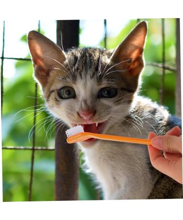DOITOOL Pet Toothbrush 10pcs Tooth Nylon -head Brush Toothbrush Cat Supplies Pets Teeth Handheld Puppy for Oral Pet Toothpaste - Buy Online on GoSupps.com