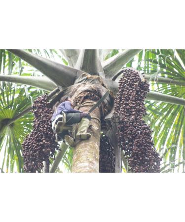 Aguaje Oil Buriti Fruit Oil - Premium Quality - 50mL Air-Free - Buy Online on GoSupps.com