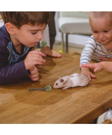 GANAZONO 4pcs Guinea Pig Chewing Playthings Bunny Chewing Playthings Bunny Treats Parrot Treats - Buy Online on GoSupps.com