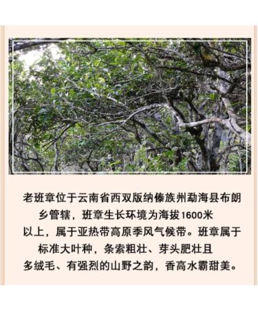 Pu-erh tea 2014 - Lao Ban Zhang - Ancient Tree Pure Material 357g Cooked - Buy Online on GoSupps.com