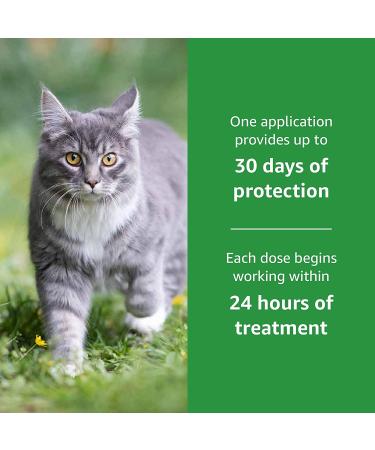 Amazon Basics Flea and Tick Topical Treatment for Cats 1.5lbs+, 3 Doses - Buy Online on GoSupps.com