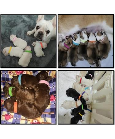 Smukdoo Puppy ID Collars 12PCS Assorted Colors Puppy Identification Collars Adjustable Puppy ID Bands for Pet - Buy Online on GoSupps.com