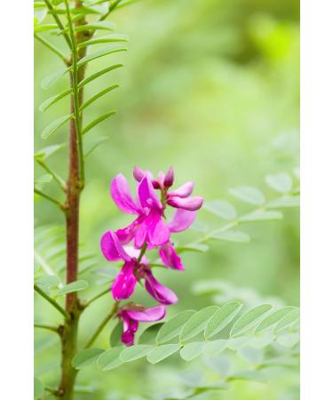 Khadi Ash Brown Plant Hair Color - 100% Vegan Natural & Chemical-Free Hair Dye for Matt & Medium Ash Brown | 100g Pack - Buy Online on GoSupps.com