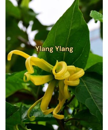 Ylang Ylang Natural Soap - Handmade Exfoliating Bar Soap for Men & Women - 3.8 oz Bath Body & Face Cleanser - Buy Online on GoSupps.com