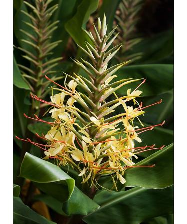 Ginger Hedychium gardnerianum perenni 10 Semi !!