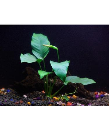 Florida 10 Species Live Aquarium Plants Bundle - Vibrant and Diverse Aquatic Flora Collection - Buy Online on GoSupps.com