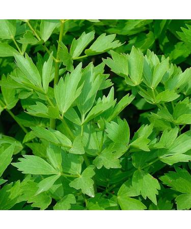 Cosmin Leustean 6g | Dry Leustean | Spice for Preparing Soups Sauces & Cooked Food | Product of Romania | Easy to Use | Taste of Home (5 Pack Leustean 6g) Leustean 6g 5 Pack - Buy Online on GoSupps.com