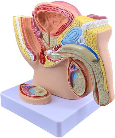 Life Size Male Pelvis Anatomy Model 1:2 - Detailed Reproductive System & Prostate Model for Educational Display - Buy Online on GoSupps.com