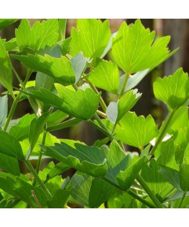 Alpi Investment OOD BIO lovage dried 125 g organic lovage round lovage from controlled organic cultivation lovage laboratory tested 100 pure and natural - Buy Online on GoSupps.com
