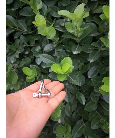 Stainless Steel 316 Mini Twist Shackle - 3/16 (5mm) - 4 Pcs | Marine Grade - Buy Online on GoSupps.com