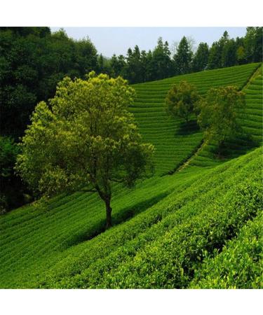 100g chinois printemps th vert Longjing Dragon bien th cru au th parfum nourriture verte - Buy Online on GoSupps.com
