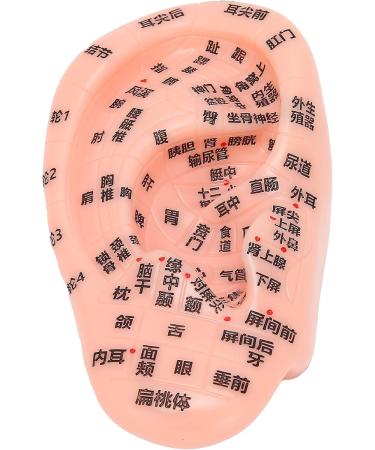 13 cm Ear Acupuncture Model | Ear Zone Pressure Point Learning Tool | International Shipping Available - Buy Online on GoSupps.com