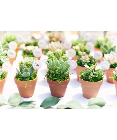 Shop Succulents | Unique Collection of Hand-Selected Mini Succulents - 20 Pack - Buy Online on GoSupps.com