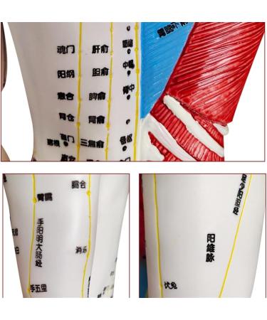 Acupuncture and Muscle Anatomical Male Model Pressure Point and Meridians Acupuncturists and Other Medical Professionals Training Teaching Education (60cm/23.6inch) - Buy Online on GoSupps.com