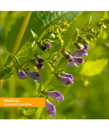 Organic Skullcap Liquid Extract - Herb Pharm 1 Fl Oz | Nervous System Support - Buy Online on GoSupps.com