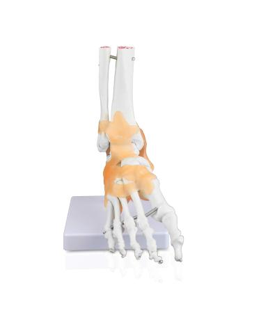 Jackson Global JS00047 Ankle Model - Right Foot with Ligament | International Shipping Available - Buy Online on GoSupps.com