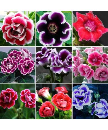 Cool Portal 1GPack Honey Melon Green Dew Melon Seeds Honey Vegetable Seeds Eh7E 01 - Buy Online on GoSupps.com