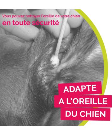 Bamboostick - Pack of 3 Packs of 50 L/XL Cotton Buds for Cleaning the Ears of Large Dogs - Easy to Use - Developed by a French Veterinarian - Buy Online on GoSupps.com