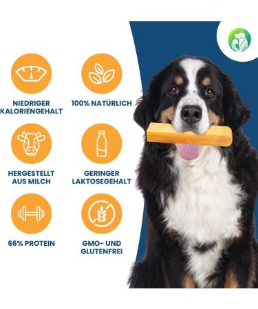 Natural Cheese Chewing Bones for Dogs - Tasty & Durable 5-Pack (Size M) - Long-Lasting Chew Treats - Buy Online on GoSupps.com