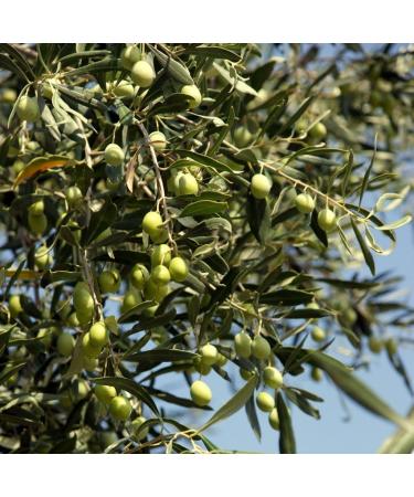 Messolongi Fields | Greek Extra Virgin Olive Oil with Roasted Onion | Gourmet Condiment No Preservatives No additives. | 3 x 250ml - Buy Online on GoSupps.com