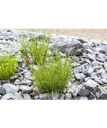 Melica ciliata - Eyelash Pearl Grass - 9cm pot