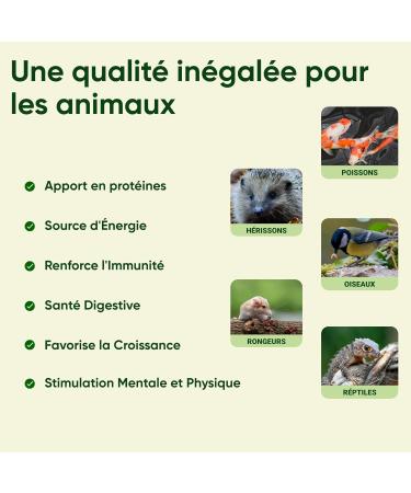 Dried Mealworms Raised in France Rich in Protein 55% - Treat for Birds Fish Hedgehogs Reptiles Rodents - Buy Online on GoSupps.com