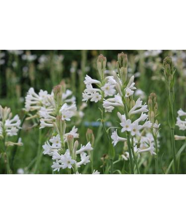 Floral Solid Perfume | All Natural Phthalate-Free Fragrance | Long-Lasting Highly Scented Layerable Balm | Portable 1/4 oz Tin | Travel-Friendly (Gardenia) - Buy Online on GoSupps.com