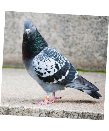 FOMIYES 300 Pcs Pigeon Anklet Ring Protector Parrot Leg Ring Foot Ring for Pigeon Xuan Feng Birds Baby 1.3X1.3CMx3pcs Orangex3pcs - Buy Online on GoSupps.com