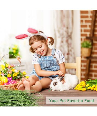 OHCOOL Timothy Hay 500g - Dust Free Natural Green Fresh Food Hay for Rabbits Tortoise Guinea Pig Chinchilla Timothy Hay 500g 500 g (Pack of 1) - Buy Online on GoSupps.com