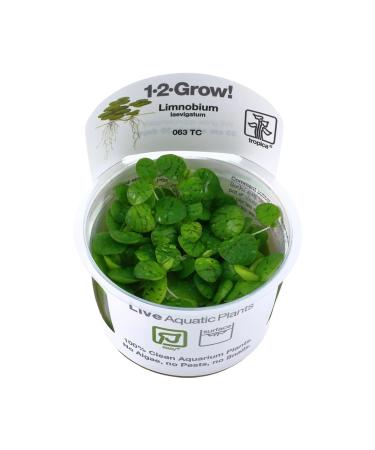 Tropica Limnobium laevigatum 1-2-GROW! (Amazon Frogbit) Reduces Algae Growth in Aquariums