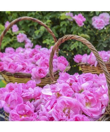 Bulgarian Rose Parfum Perfume Essence Rosa Damascena Souvenir Doll 2 ml 0.7 oz - Buy Online on GoSupps.com