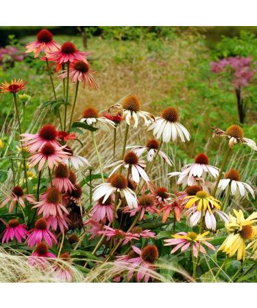 Echinacea Mixed Seeds - High-Quality Echinacea Seeds for International Shipping | Grow Your Own Echinacea - Buy Online on GoSupps.com