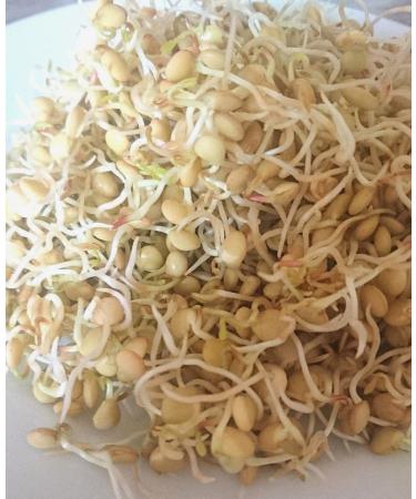 250g Organic Sprouting Seeds - Lentil Sprouts Microgreens & Cabbage Seed Germination for Healthy Cultivation - Buy Online on GoSupps.com