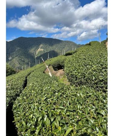 Taiwan unique tea Chin-Shin-Oolong Hehuan Mountain 150g*4 - Buy Online on GoSupps.com