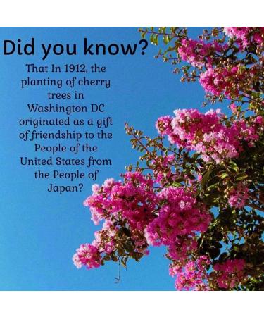 Cherry Blossom Coconut Oil Moisturizer - 3.4 Oz Travel Size | Multi-Use Hair Skin & Nails Oil | Family-Friendly Fragrance Body Massage Oil - Buy Online on GoSupps.com