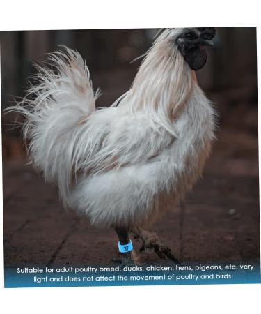 FRCOLOR 200 Pcs Pigeon Anklet Plastic Tags Chicken Foot Bands Dove Pigeon Foot Bands Baby Chicken Foot Ring 1X1X0.8CMx2pcs Bluex2pcs - Buy Online on GoSupps.com