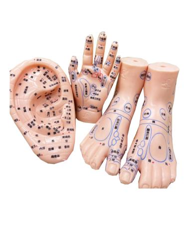 Earrings and hand and foot acupuncture points Chinese medicine acupuncture model massage acupuncture hand model for meridian acupoint learning