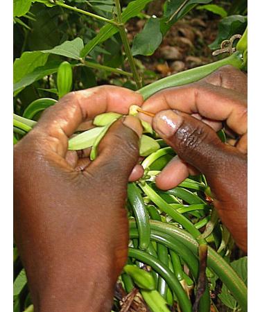 Grade B Madagascar Bourbon Vanilla Beans 45 Inch - Vanilla Pods by Vanilla Products USA - Buy Online on GoSupps.com