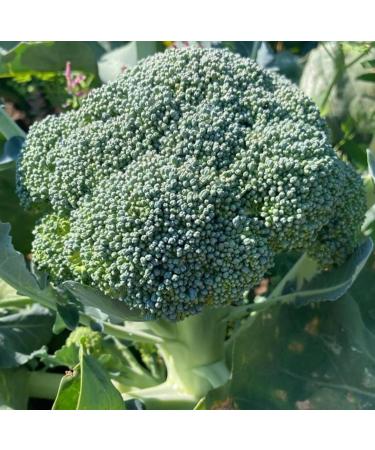 Broccoli Seed Oil Organic Cold Pressed Unrefined Natural 2 Fl Oz - Buy Online on GoSupps.com