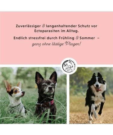 Annimally Flea and Tick Protection Spot On for Dogs - Effective Long-Lasting Tick Remedies for Small Dogs (4-10kg) - 3-Month Flea and Tick Defense - Buy Online on GoSupps.com