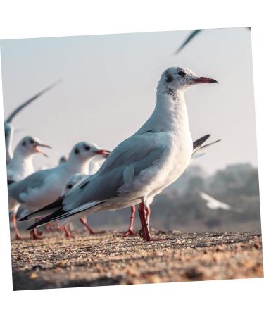 BESPORTBLE 200 Pcs Pigeon Anklet Chicken Legs Pigeon Bands Numbered Poultry Leg Ring Baby Split Ring to Open 1.3X1.3CMx2pcs Blackx2pcs - Buy Online on GoSupps.com