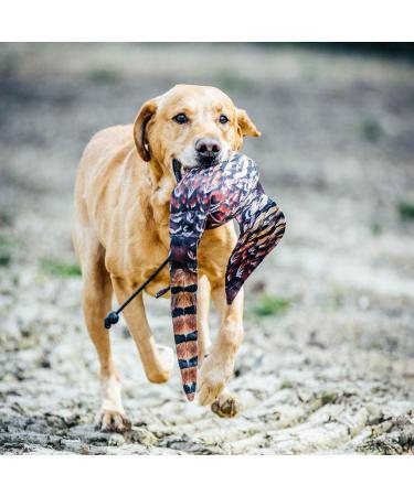 Dog & Field The Original Clone Realistic Game Bird Dog Training Dummies - Pheasant Partridge & Snipe Gundog Training Dummy (Cock Pheasant Dead Bird Dummy) - Buy Online on GoSupps.com