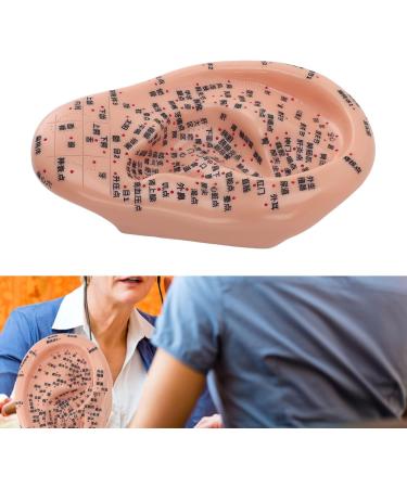 Premium Ear Acupuncture Model - 13 cm PVC Display for Acupuncture Learning & Accessories - Buy Online on GoSupps.com