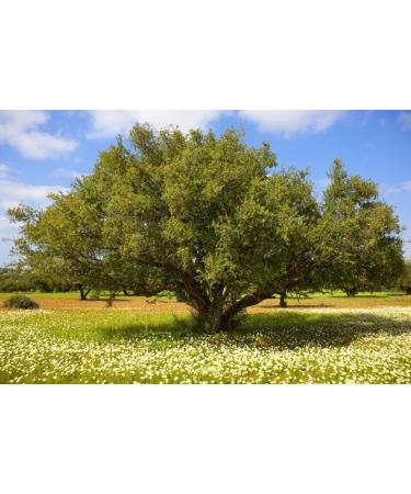 Bio Argan Oil 250ml - 100% Pure Vegan Organic Gourmet Oil from Morocco | Cold-Pressed Fair Trade for Cooking & Nutrition - Buy Online on GoSupps.com